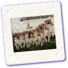 Humour - Animaux - Sechage.jpg